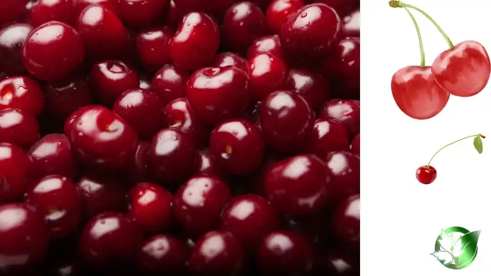 Frozen Sour Cherries quality, format, and packaging should be matched to the buyer’s target application.